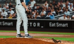 Squirrel Steals the Show at Yankee Stadium