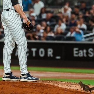 Squirrel Steals the Show at Yankee Stadium